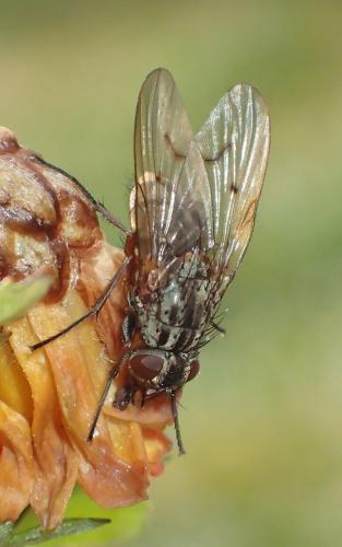 Phaonia tuguriorum